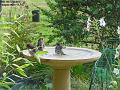 2002-1005sparrows